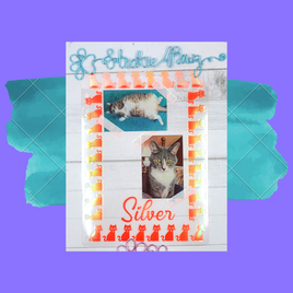 Animal Themed Dashboards